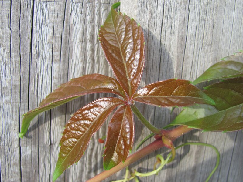 vine leaf on wooden surface