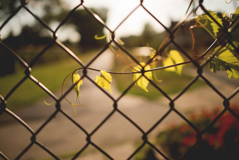 Vine Leaves on Fence