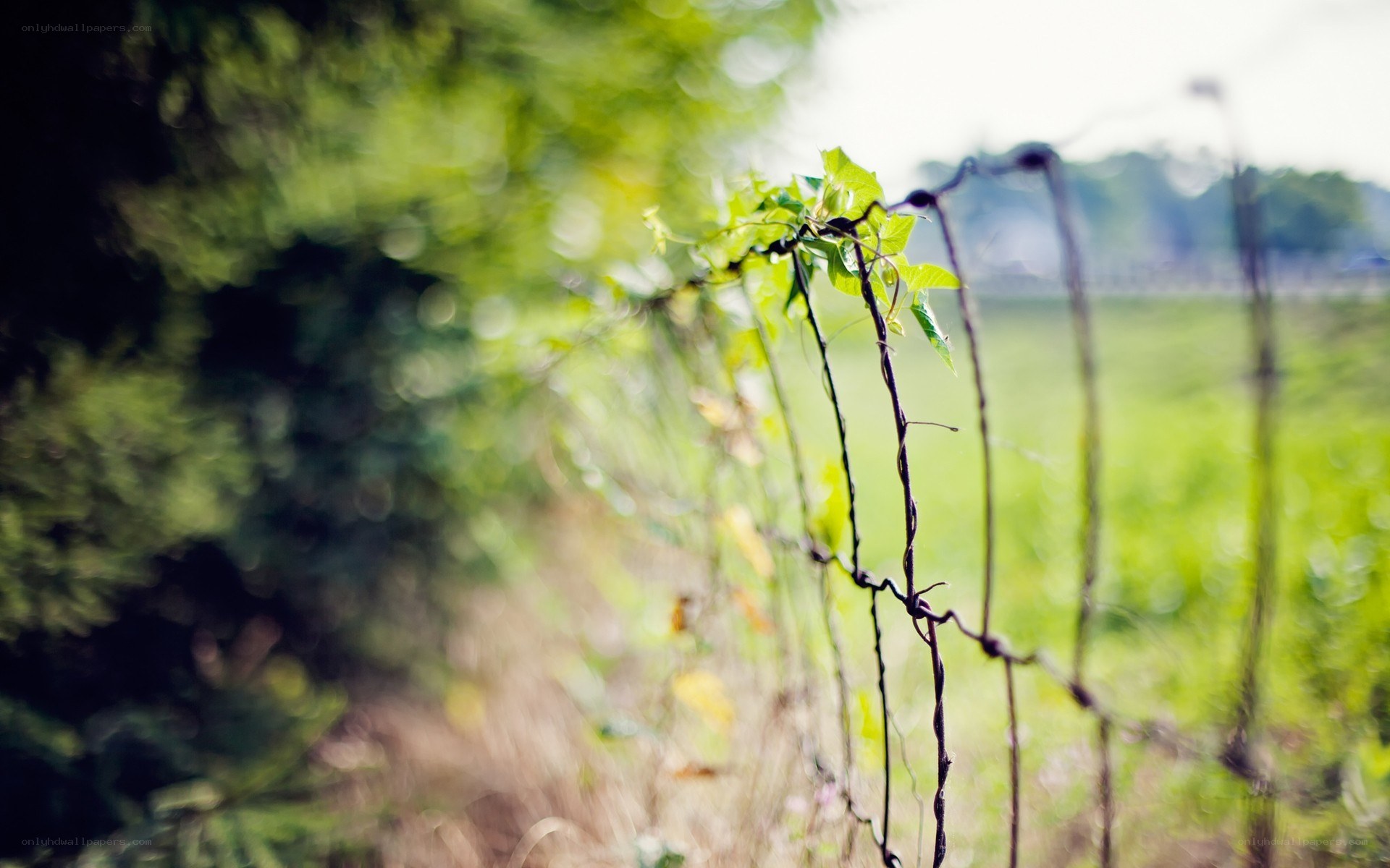 Vine on a barbed wire fence