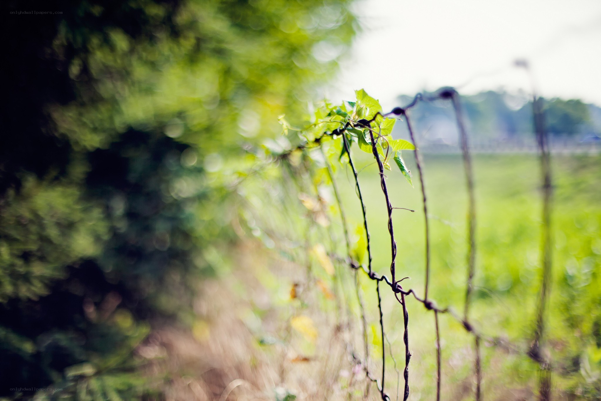 Vine on a barbed wire fence