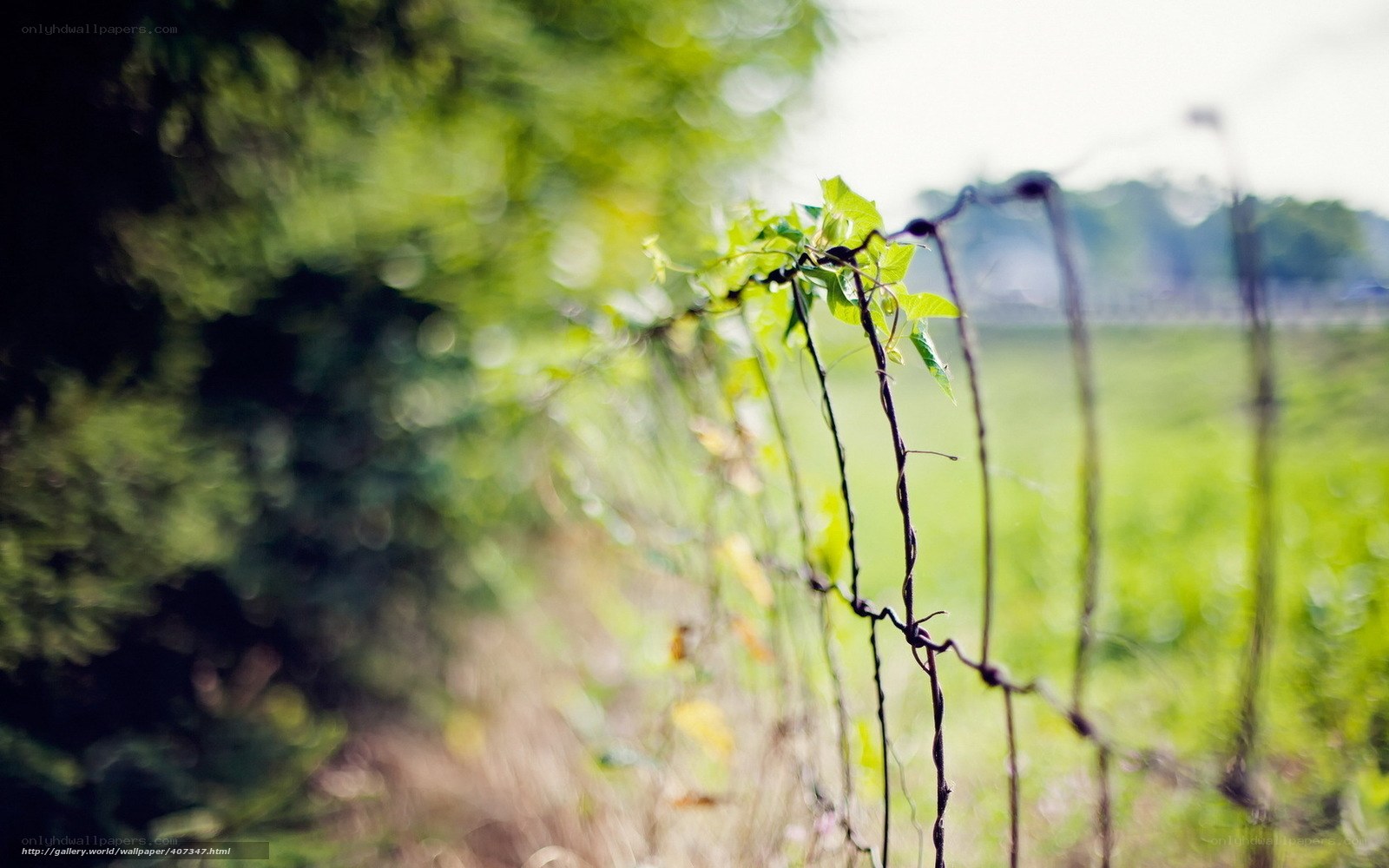 Vine on a Barbed Wire Fence