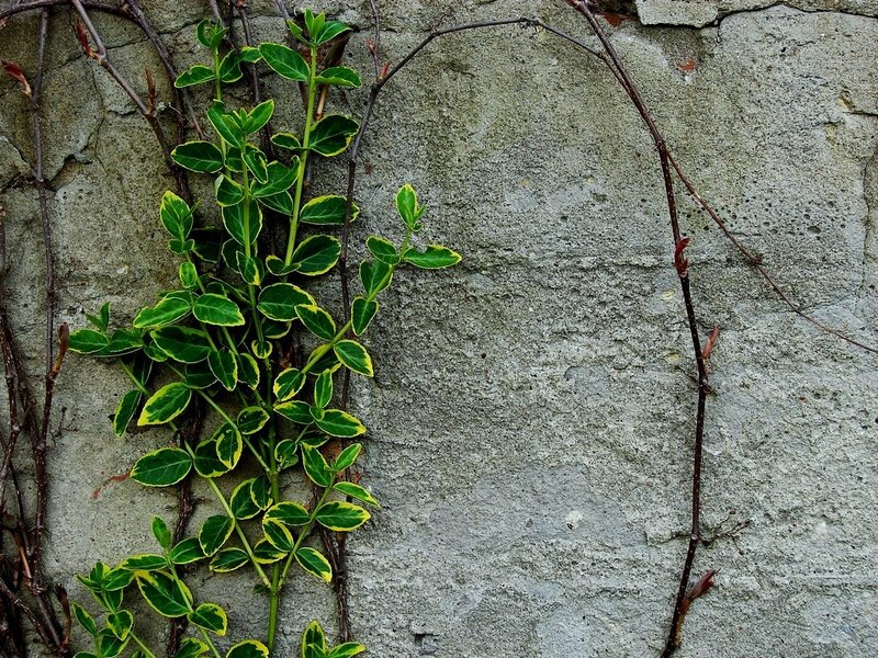 Vine on a stone wall