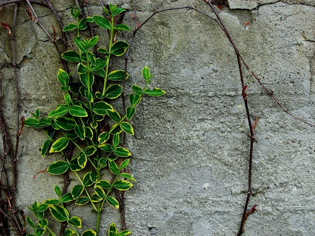 Vine on a stone wall