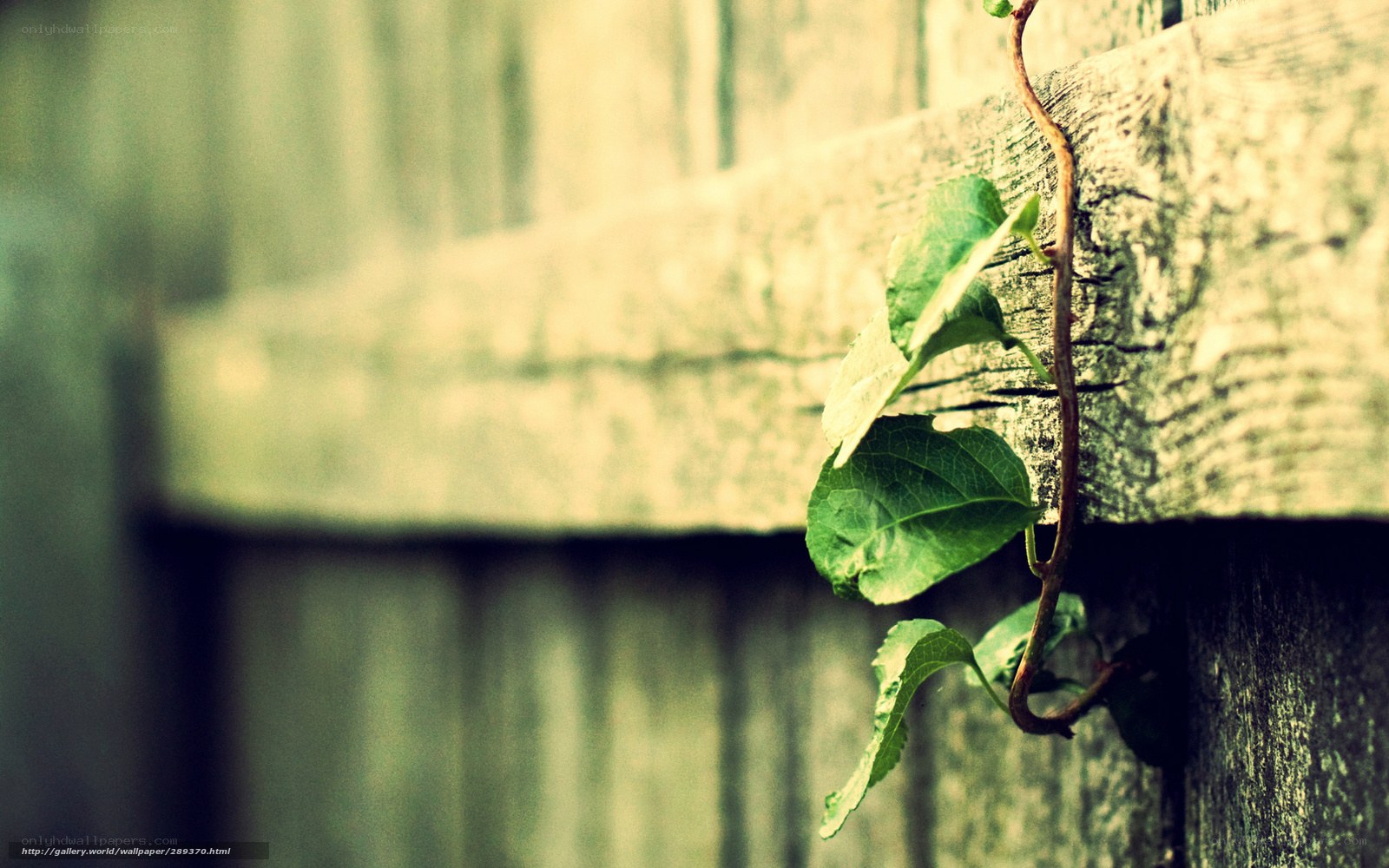 Vine on a wooden fence