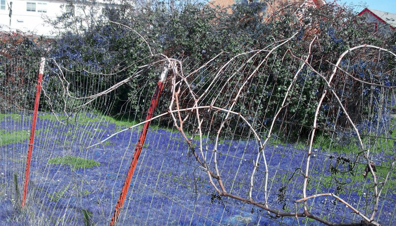 Vine trellis in garden