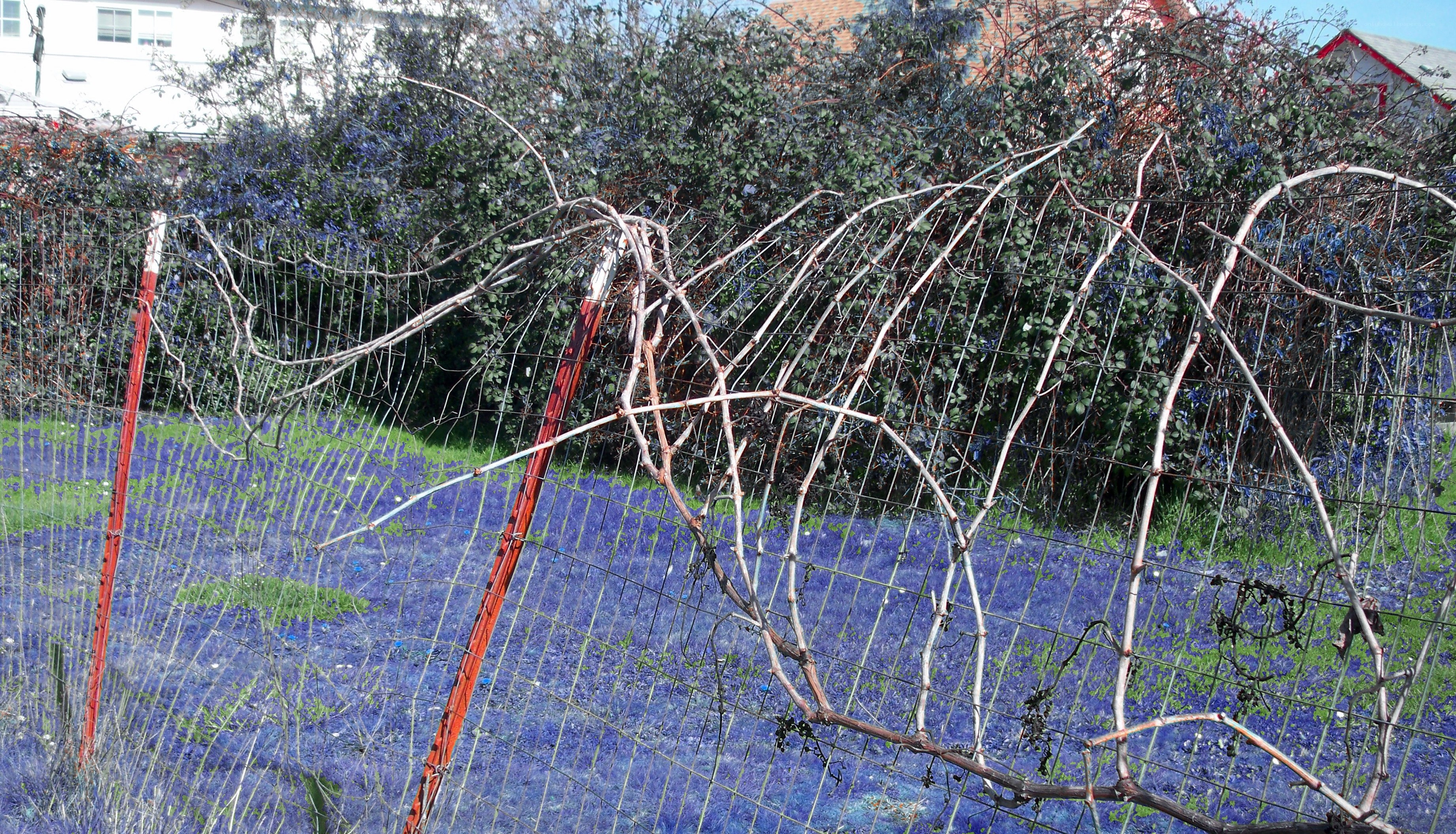 Vine trellis in garden