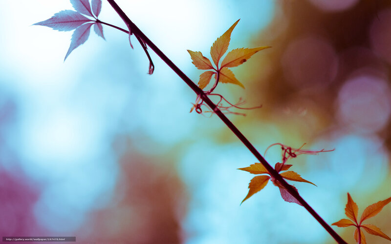 Vine with Autumn Leaves