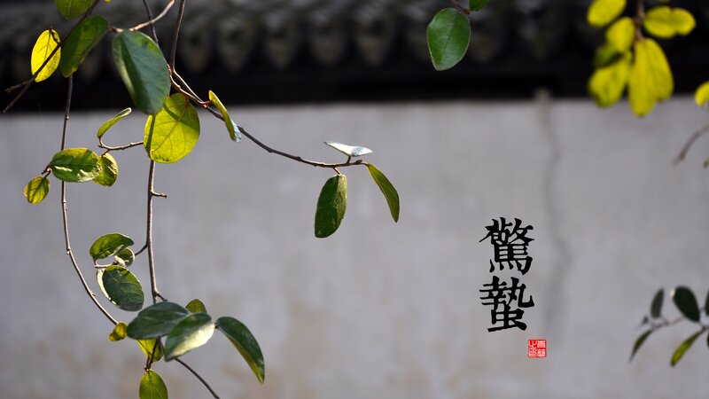 Vine with Green Leaves