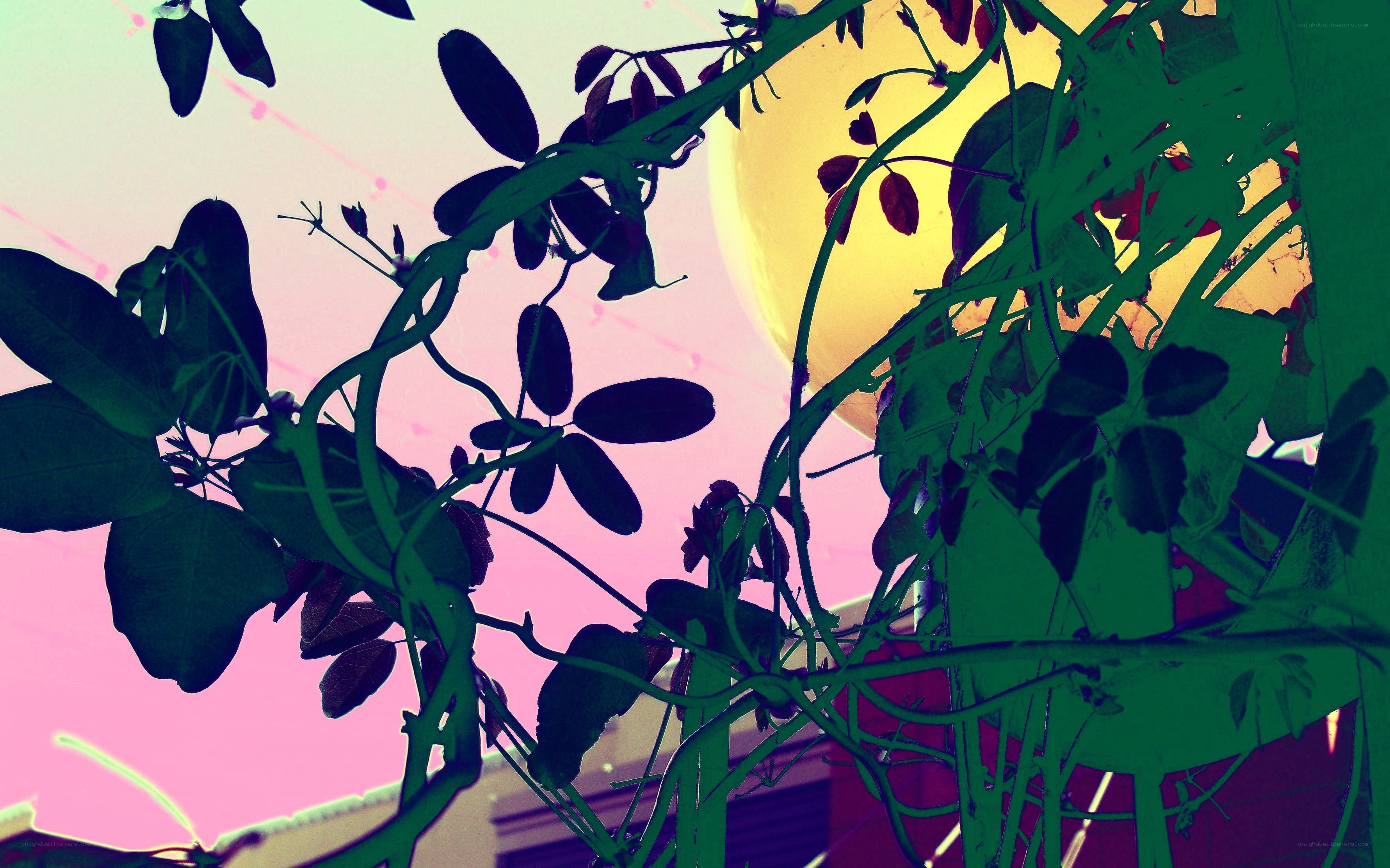 Vines against a colorful sky