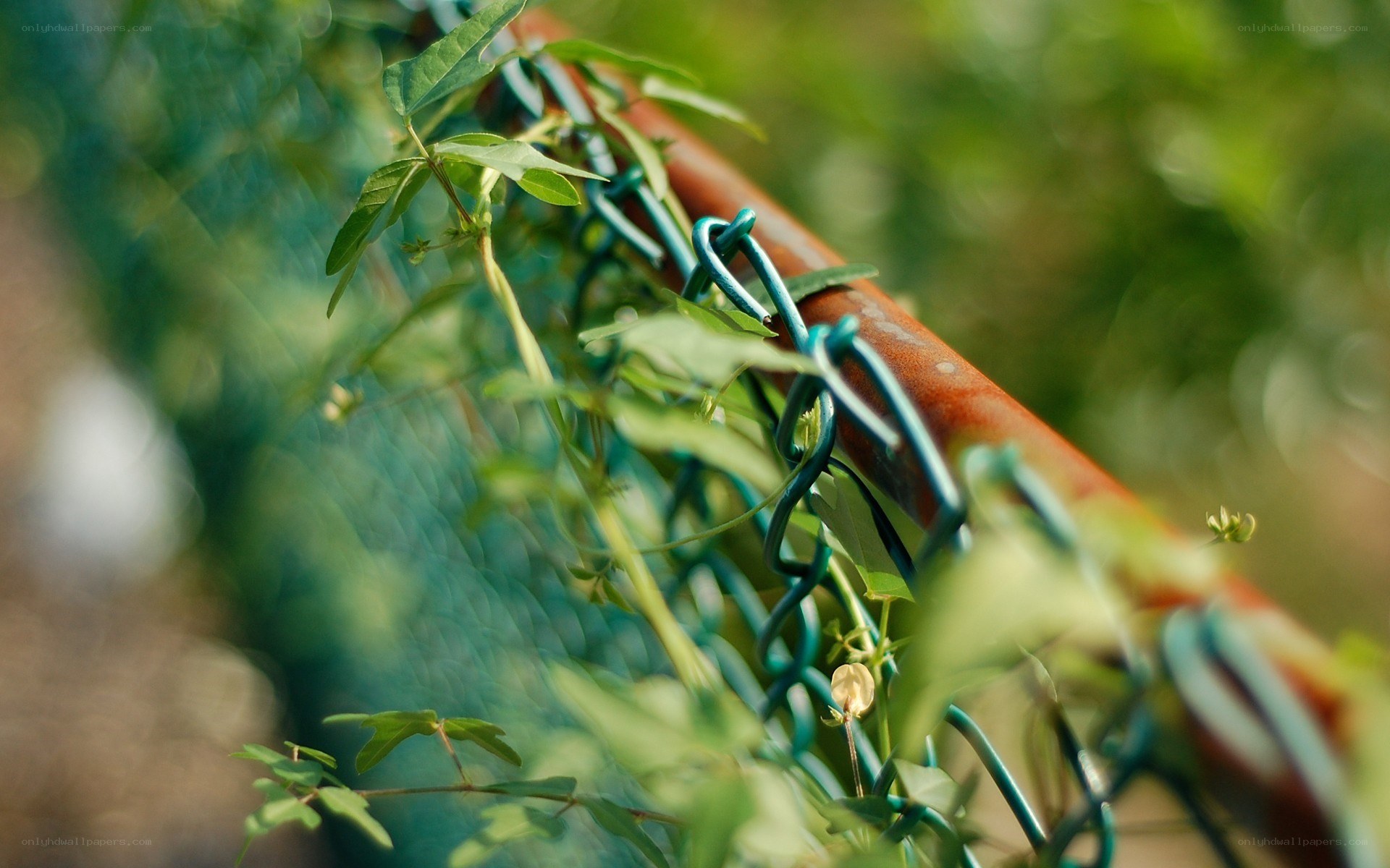 Vines climbing a fence