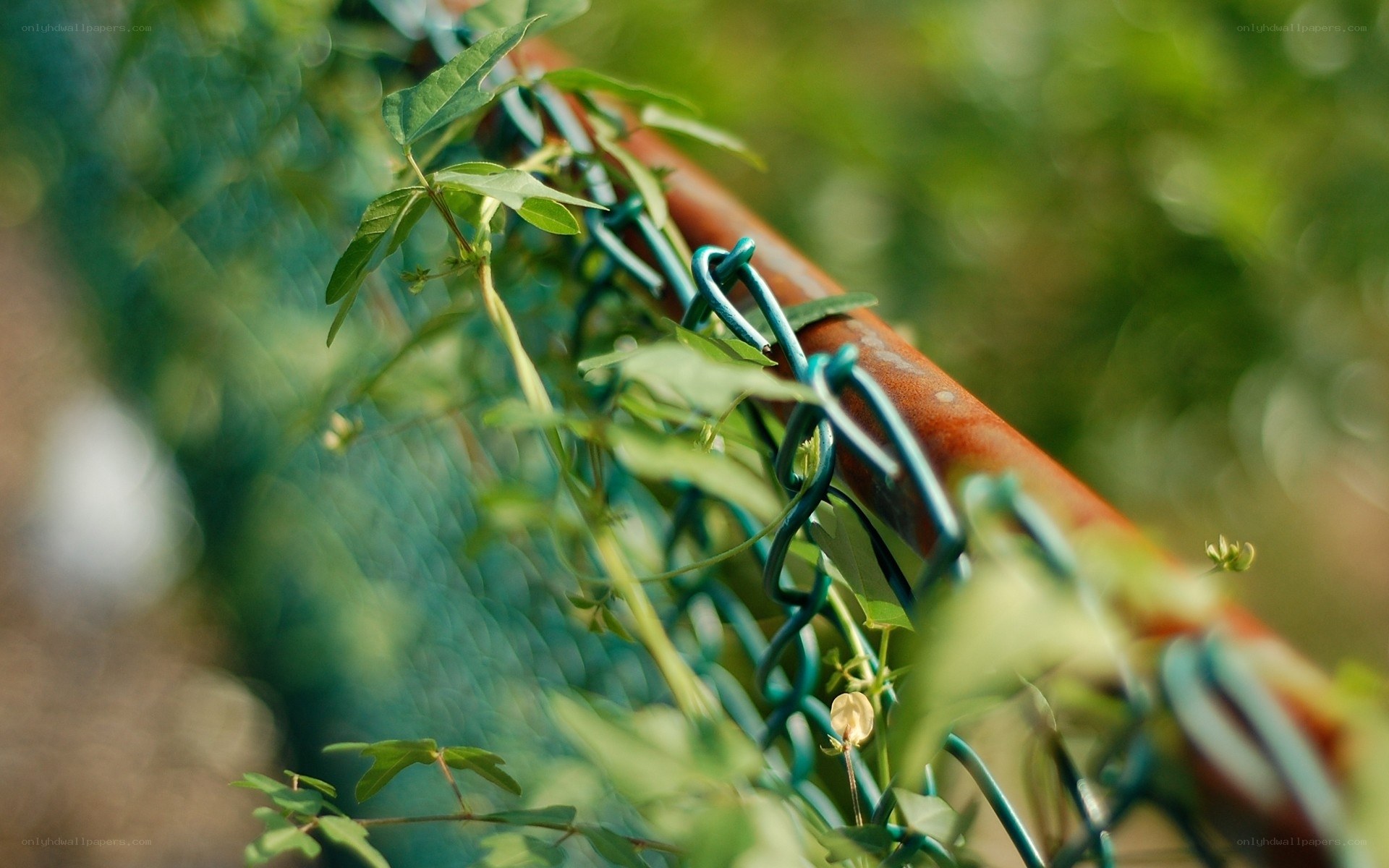Vines climbing a fence