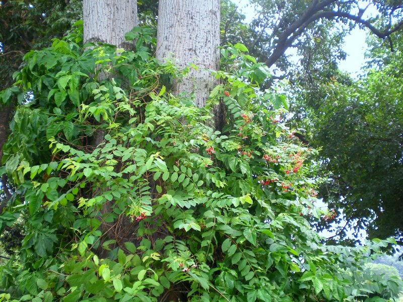 Vines climbing tree trunk