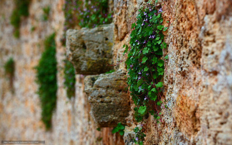 Vines growing on stone wall
