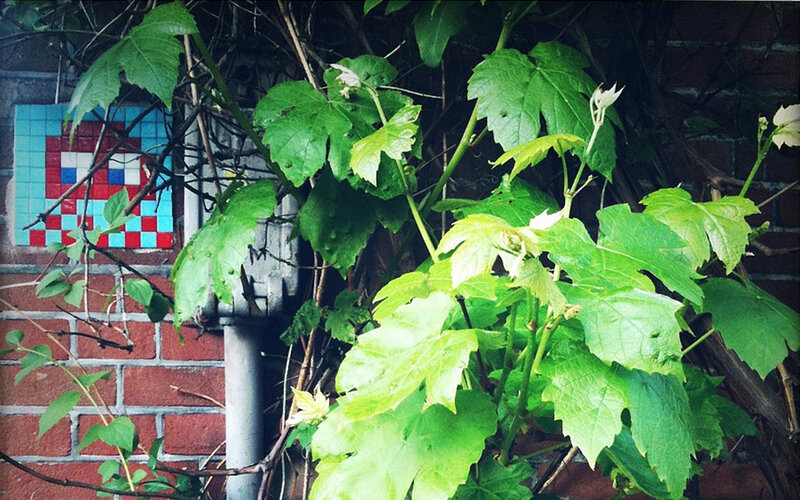 Vines on a brick wall