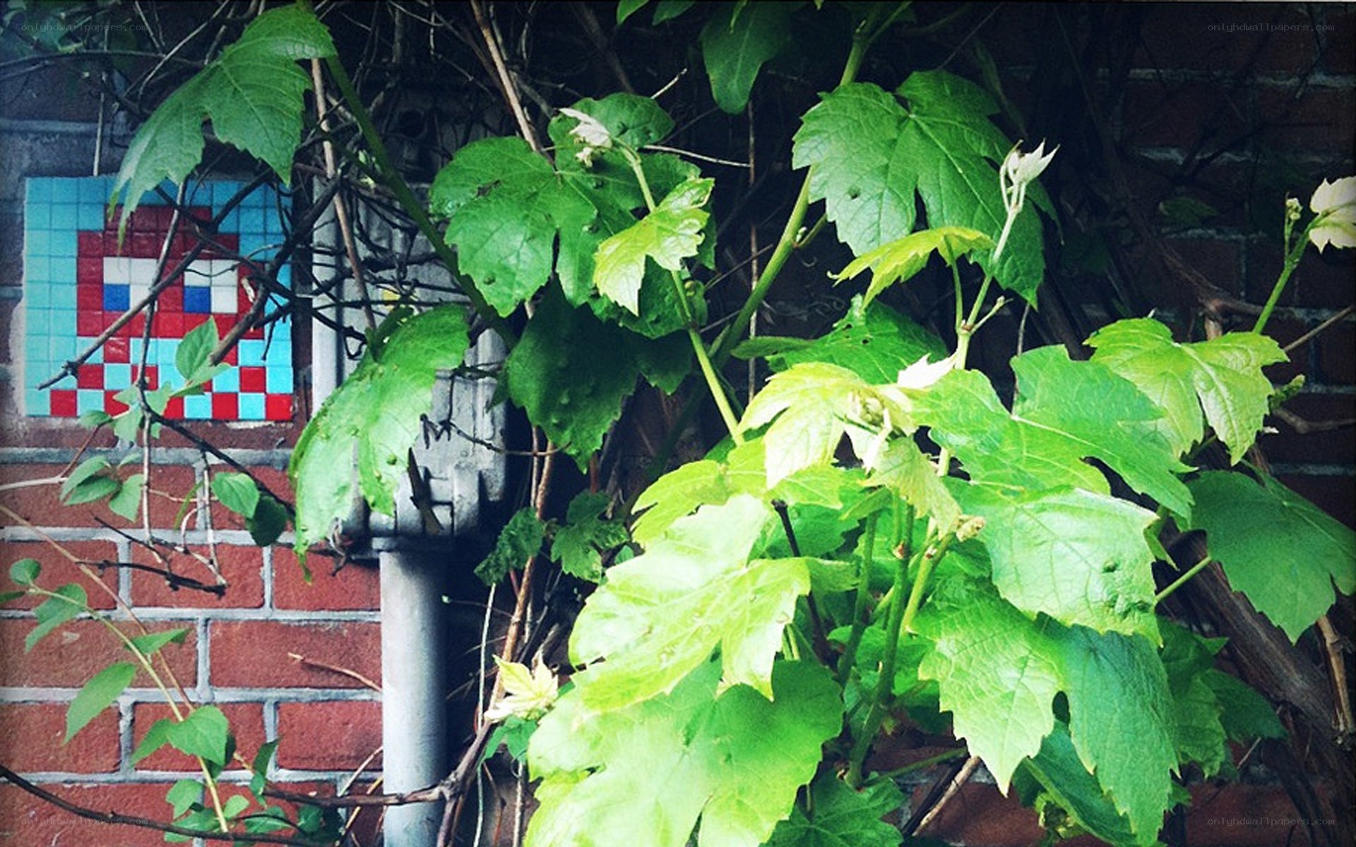 Vines on a brick wall