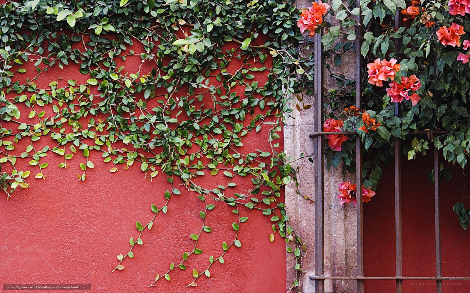 Vines on a red wall