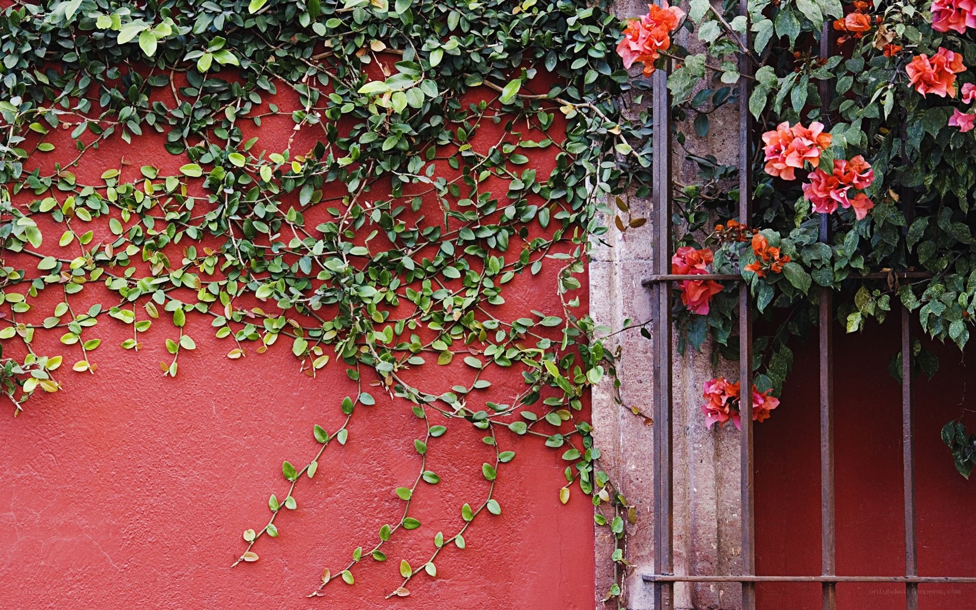 Vines on a red wall