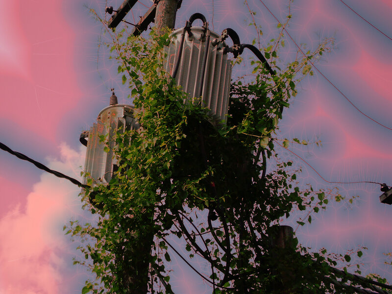 Vines on a utility pole