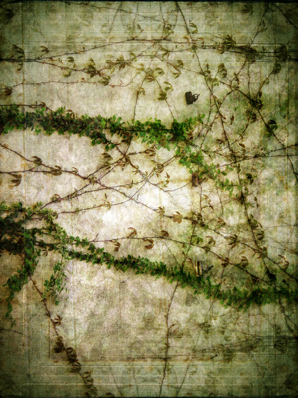vines on a weathered wall