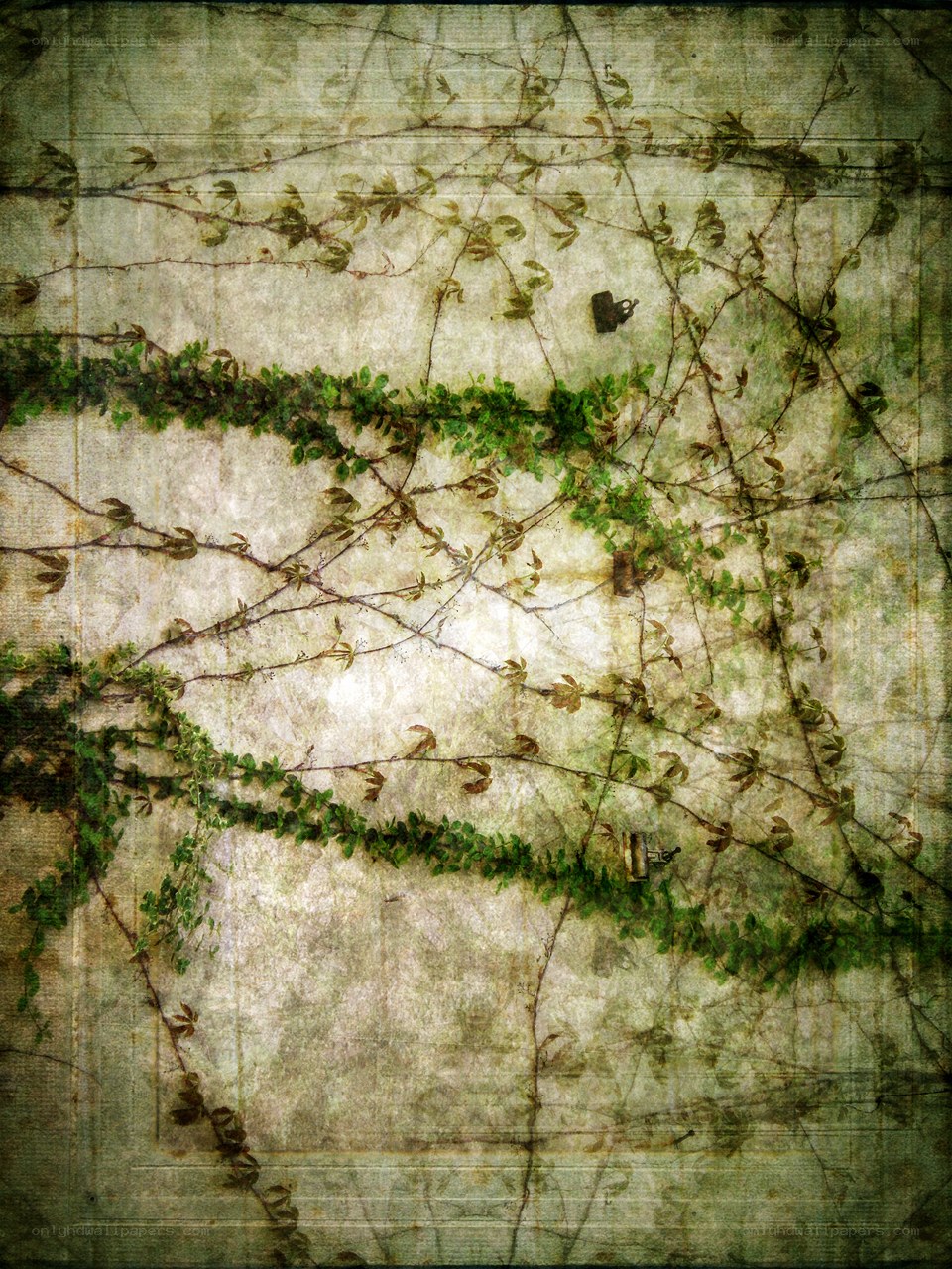vines on a weathered wall