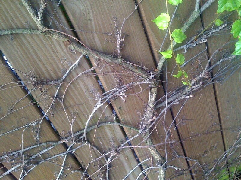 Vines on a wooden fence
