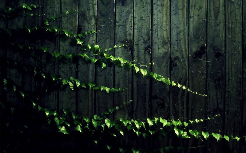 vines on a wooden fence