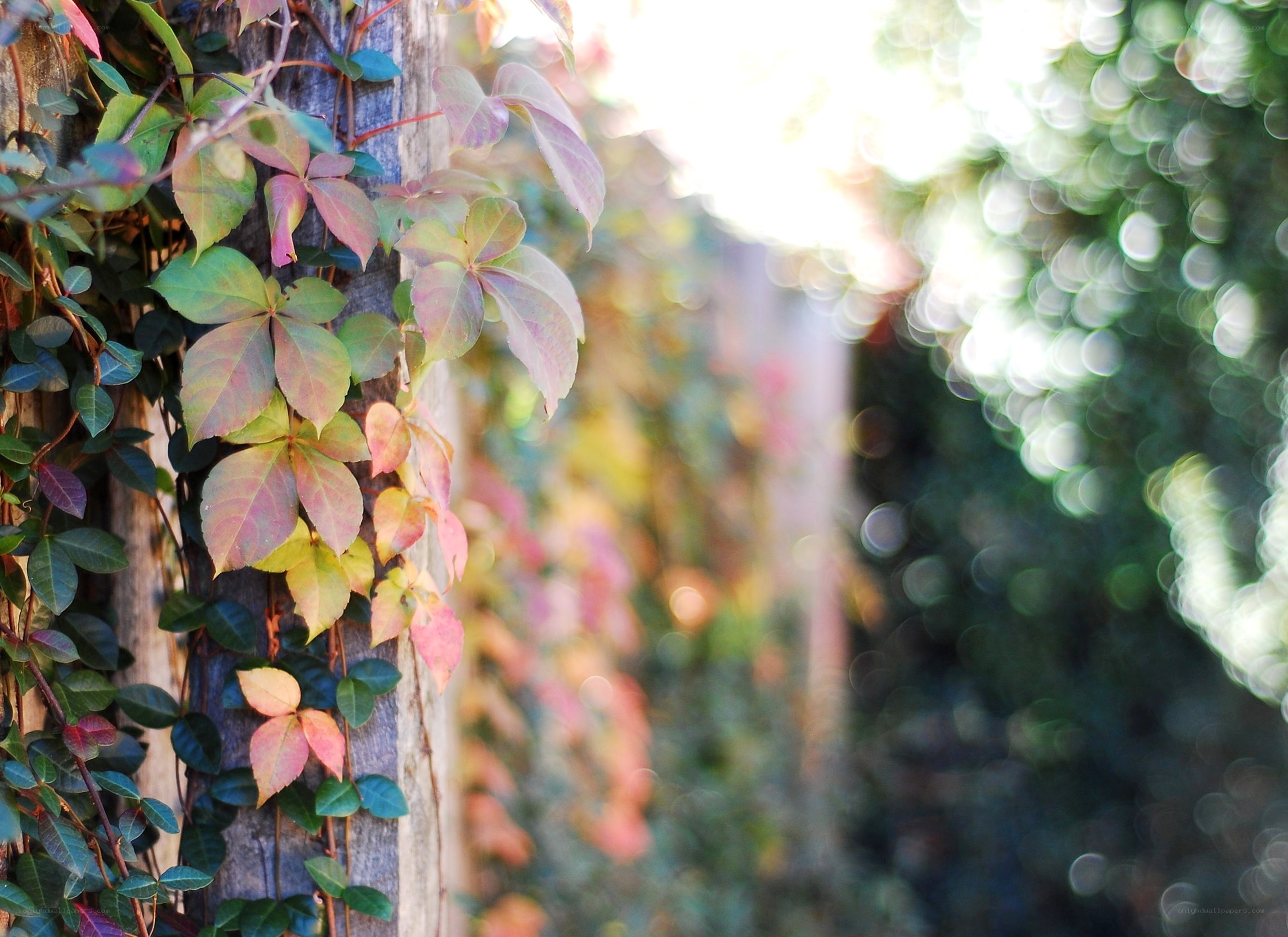 Vines on a wooden post