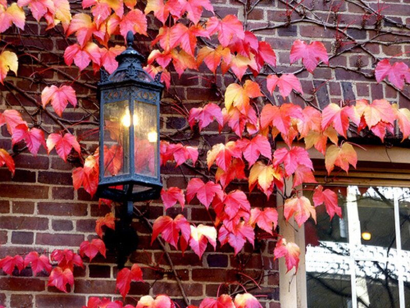 Vines on Brick Wall