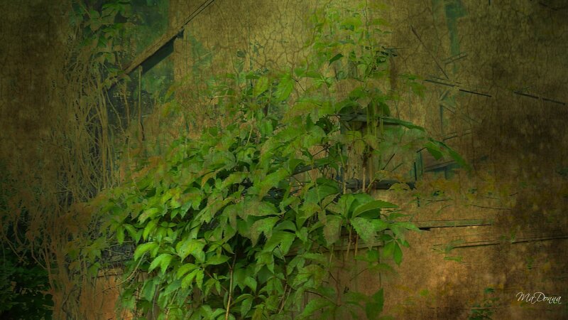 Vines on Old Wall