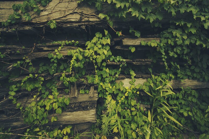 Vines on old wooden wall