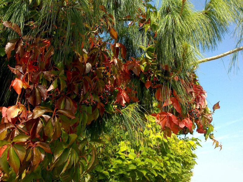 Vines on Pine Tree