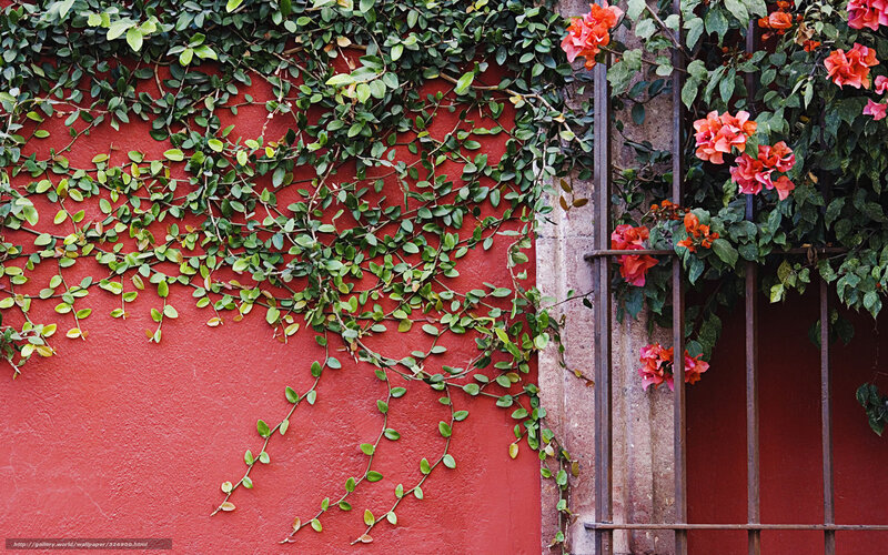 Vines on Red Wall