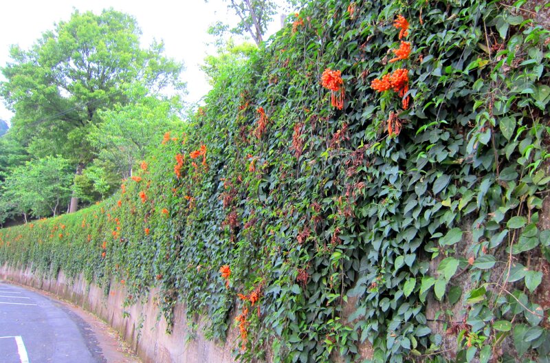 Vines with Orange Flowers