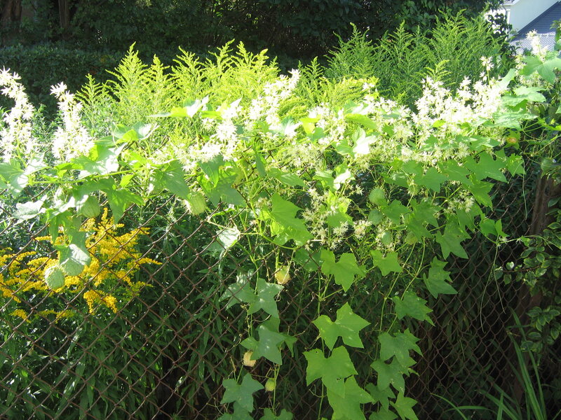 Vines with White Flowers