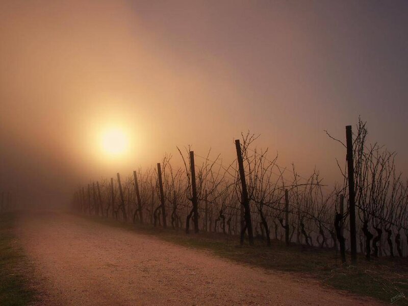 Vineyard at sunrise in fog