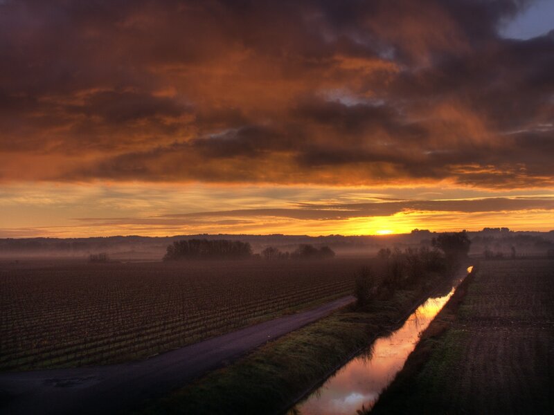 Vineyard at Sunrise — Orange, Dramatic