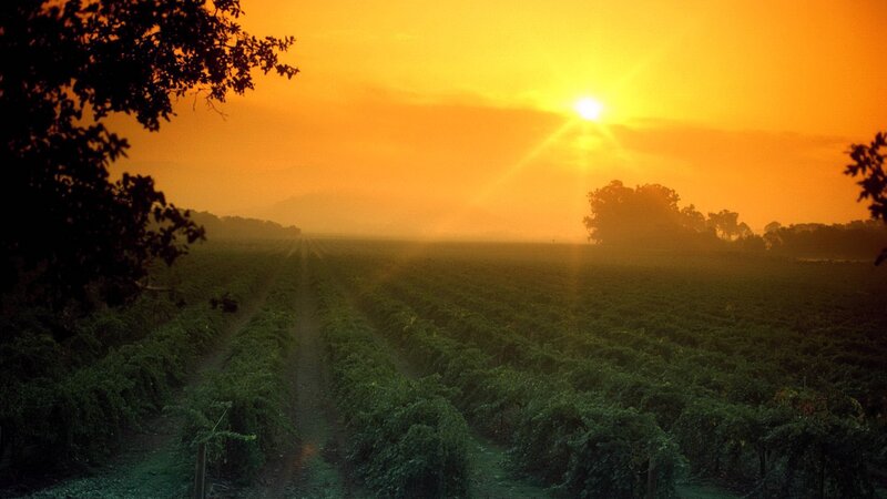 Vineyard at Sunrise — Orange, Serene, Photograph