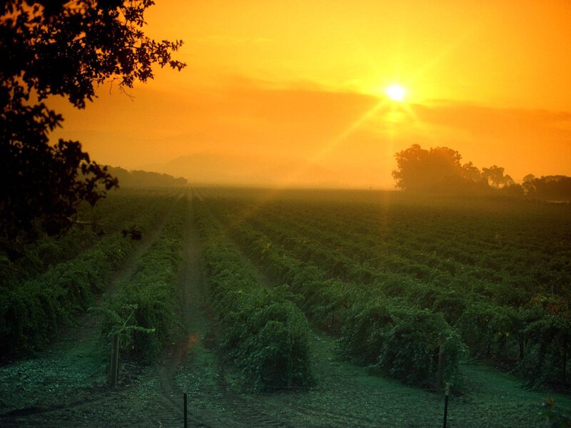 Vineyard at Sunrise — Photograph