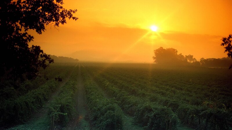 Vineyard at Sunrise — Serene