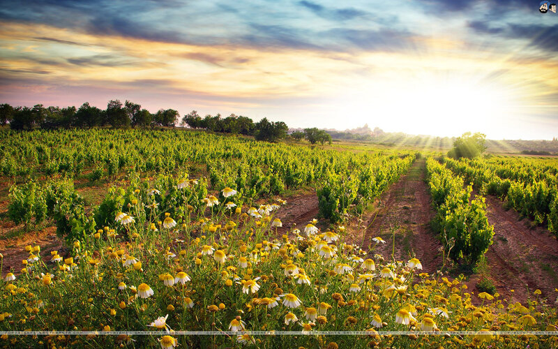Vineyard at Sunrise