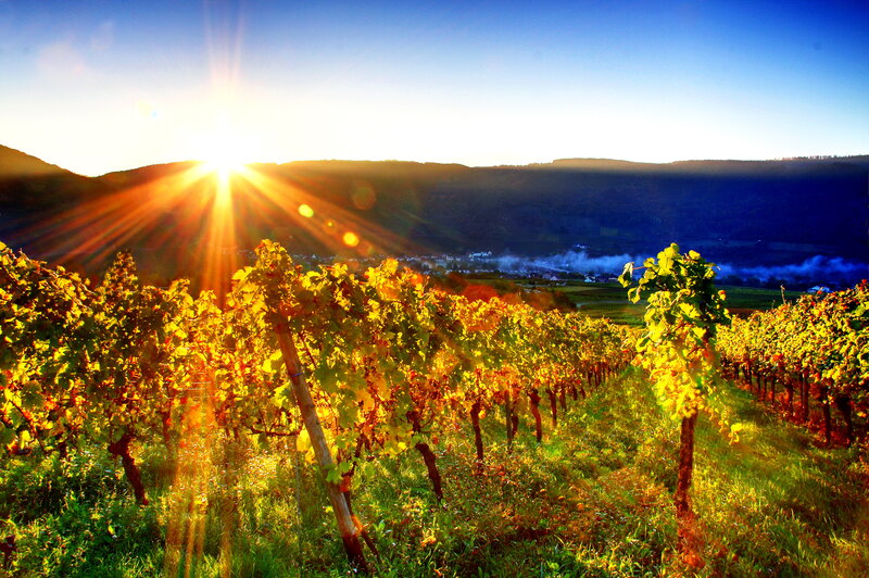 Vineyard at Sunrise — Yellow