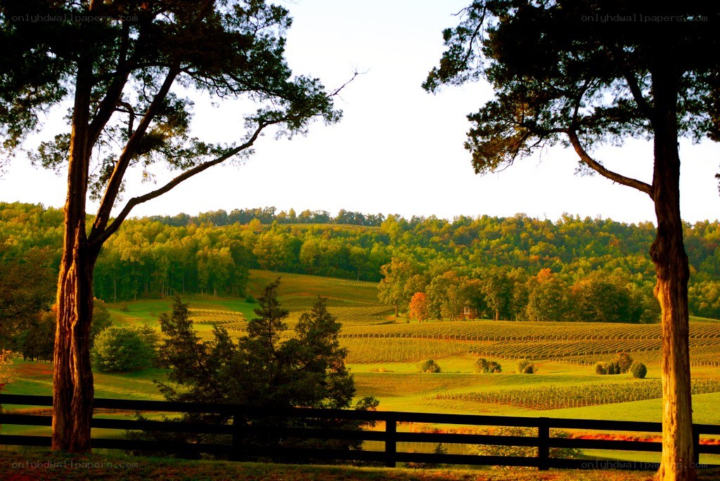 vineyard at sunset