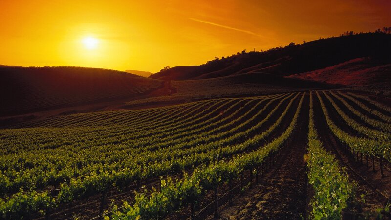 vineyard at sunset