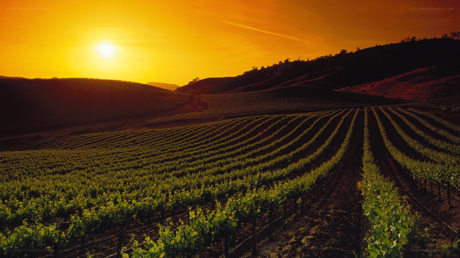 vineyard at sunset