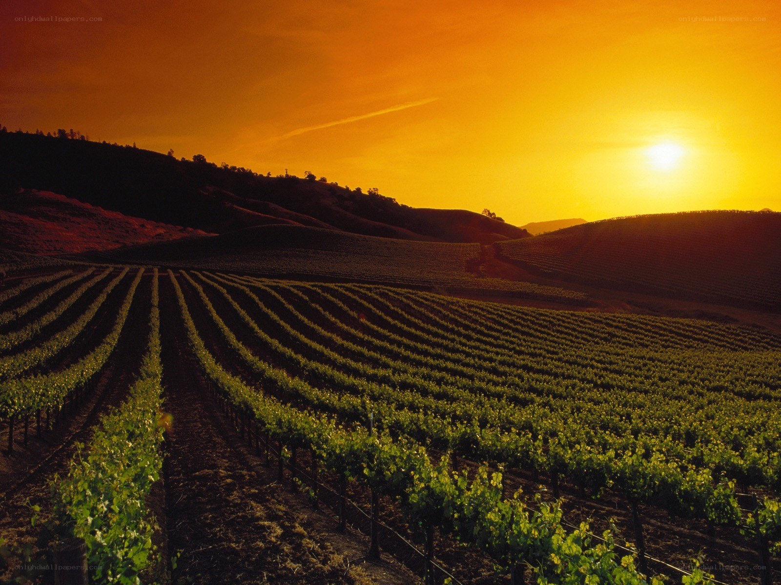 Vineyard at sunset