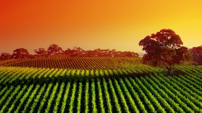 Vineyard at sunset