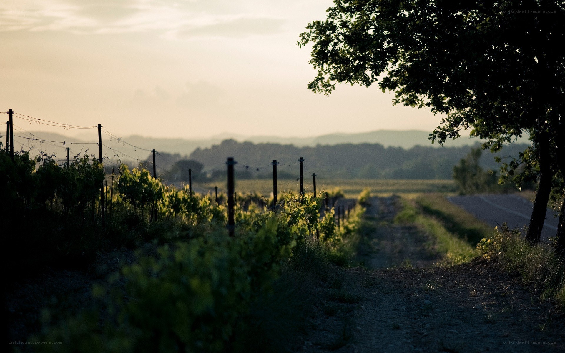 vineyard at sunset