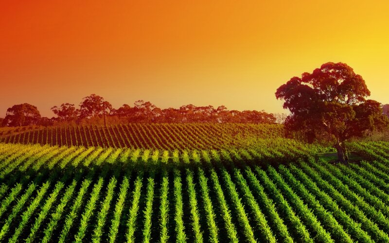 Vineyard at sunset