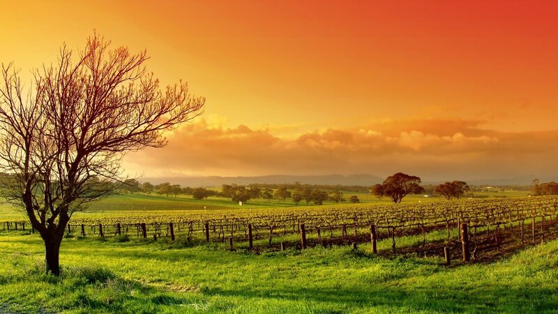 Vineyard at sunset