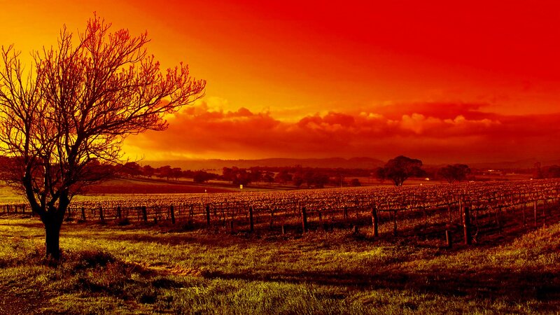 Vineyard at sunset